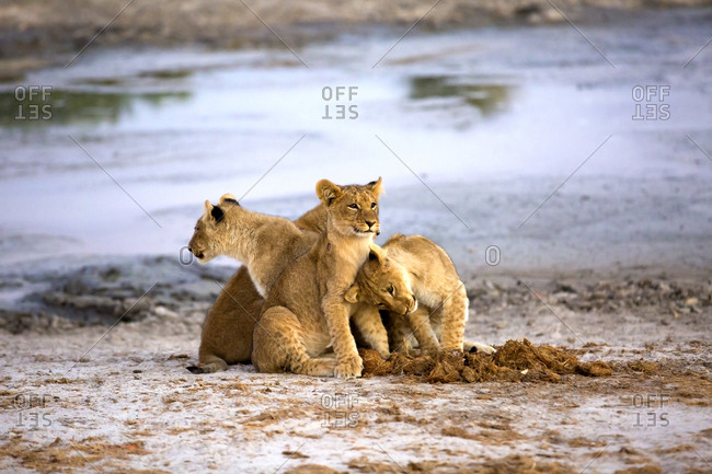 Cute lion cubs near pond