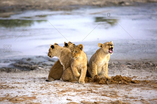 Group of lovely lion cubs meowing while sitting near water in Botswana savanna