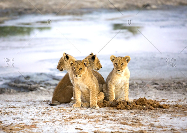 Cute lion cubs near pond