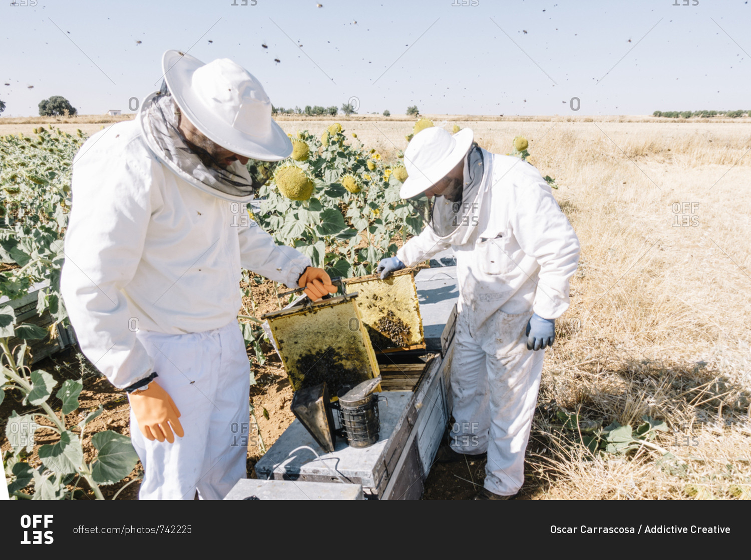 Beekeepers working collect honey