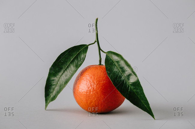 fresh ripe unpeeled tangerine with green leaves on gray background
