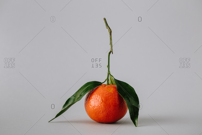 fresh ripe unpeeled tangerine with green leaves on gray background