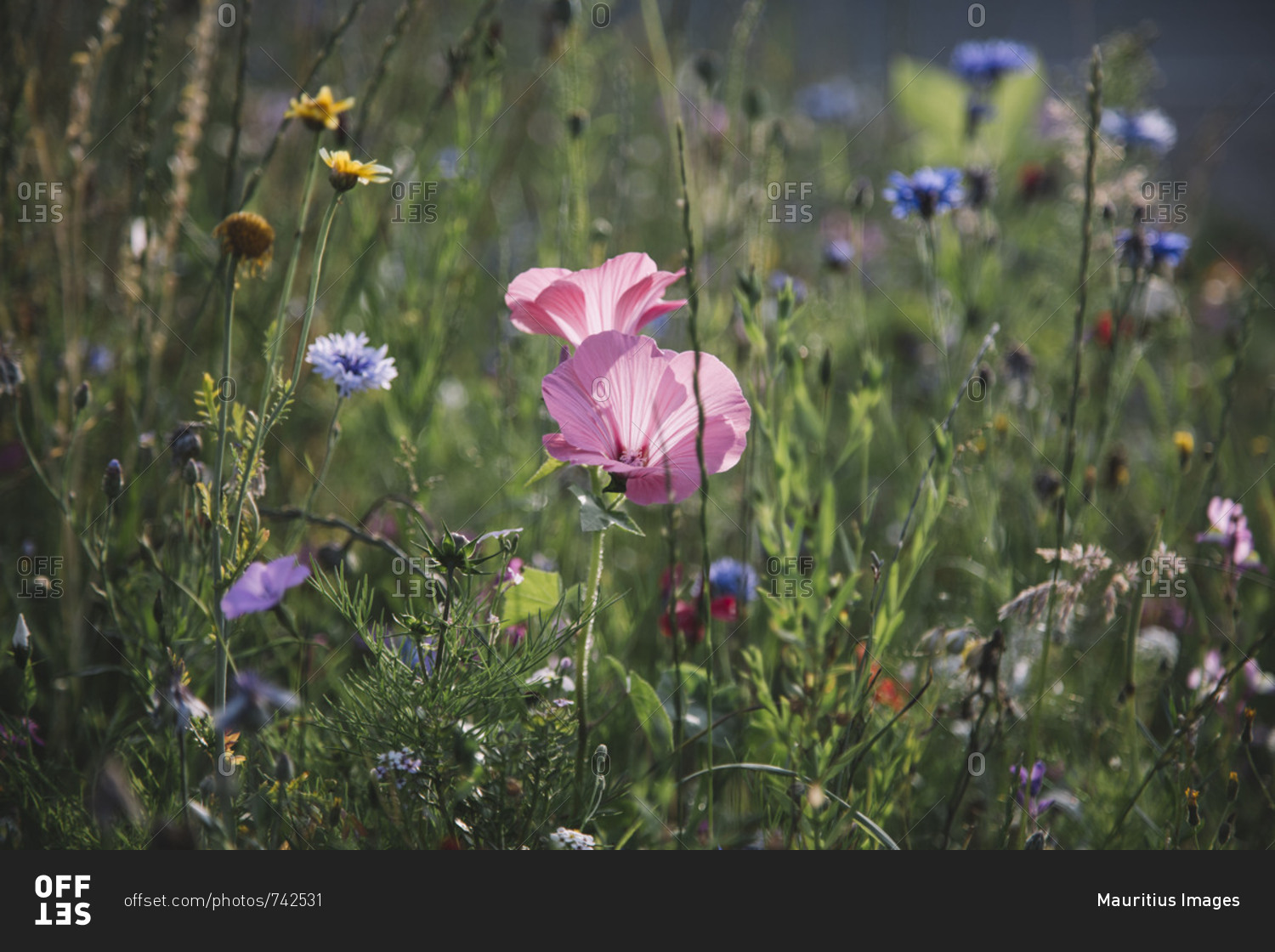 Summer flowers meadows on the roadsides of Bielefeld