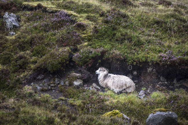 Sheep, Faeroese, hidden in moor