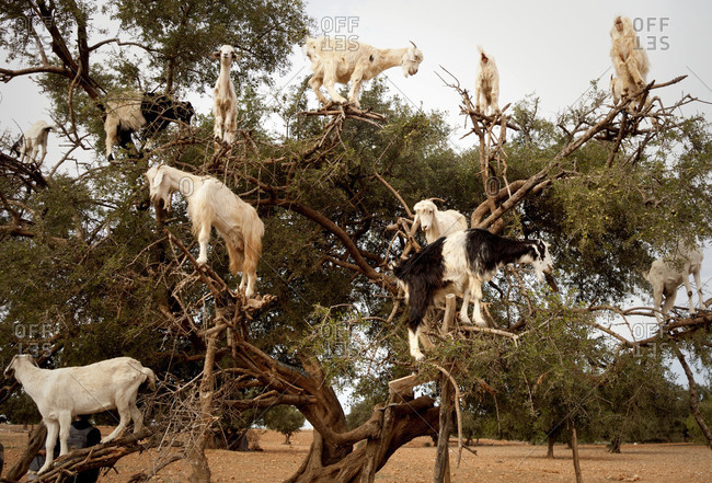 Tree, goats, Morocco