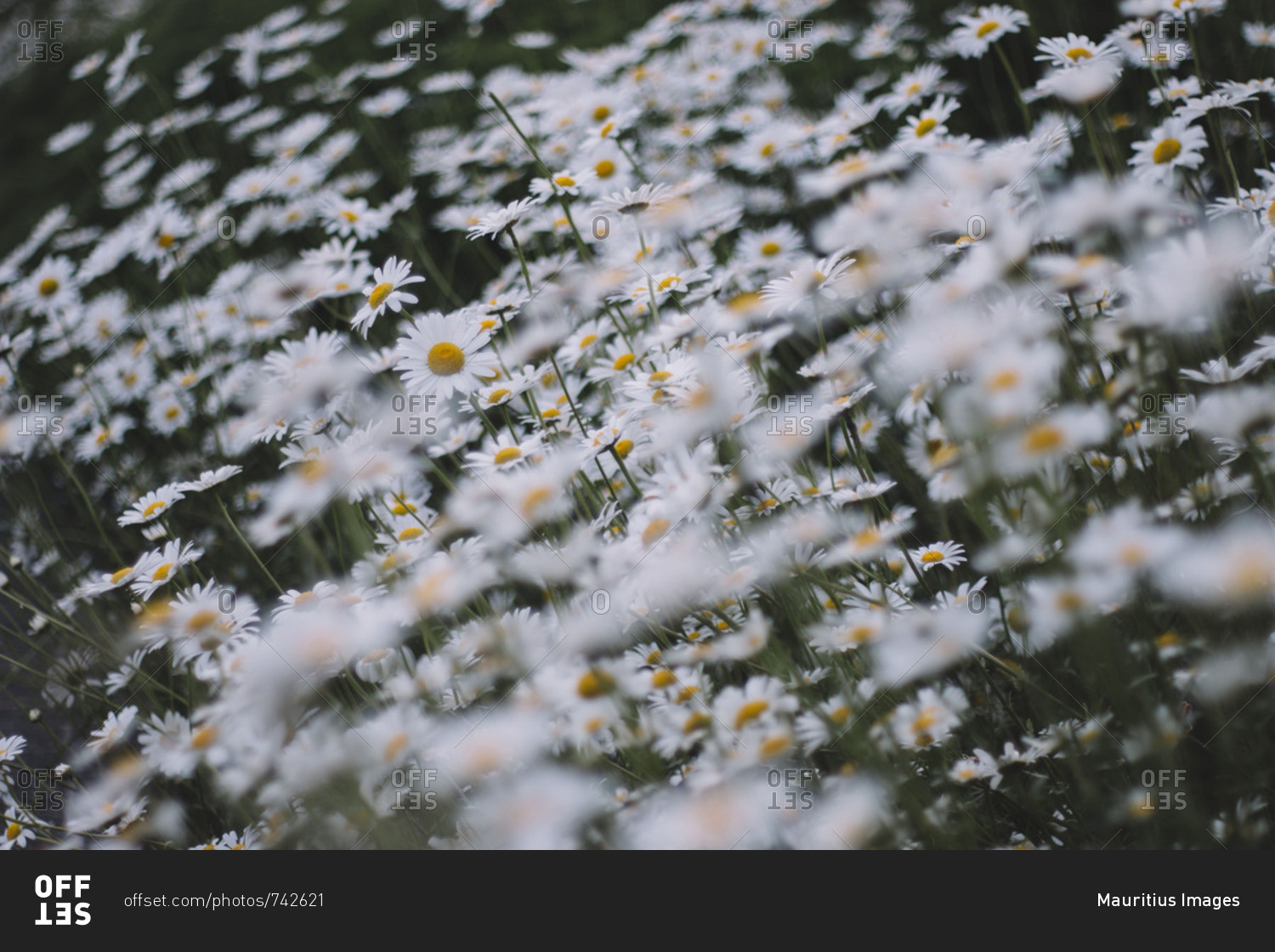 Marguerites, flower meadow, close-up,