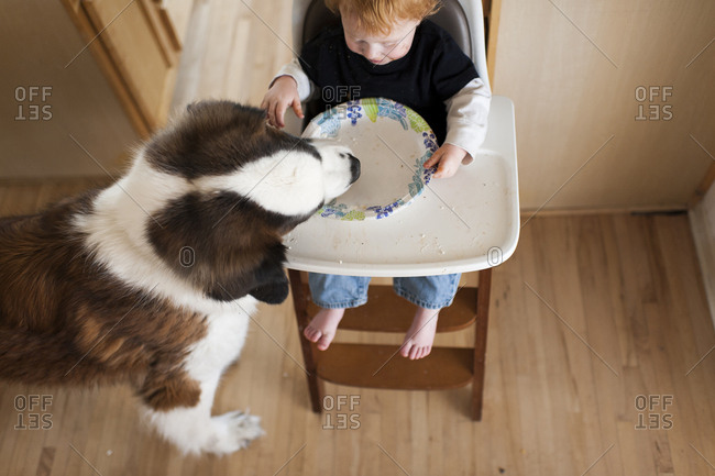 High angle view of dog eating leftovers in plate held by baby boy sitting on high chair at home