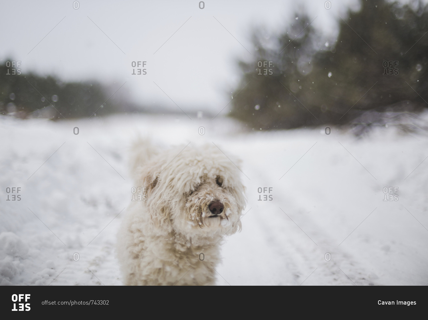 White hairy dog standing on snow covered field during snowfall