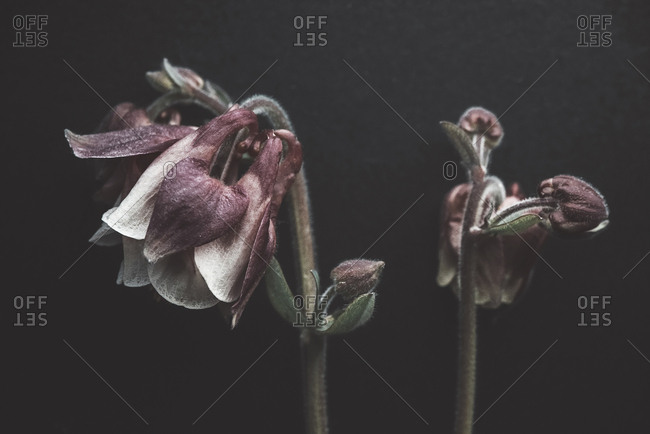 Close-up of wilted flowers against black background