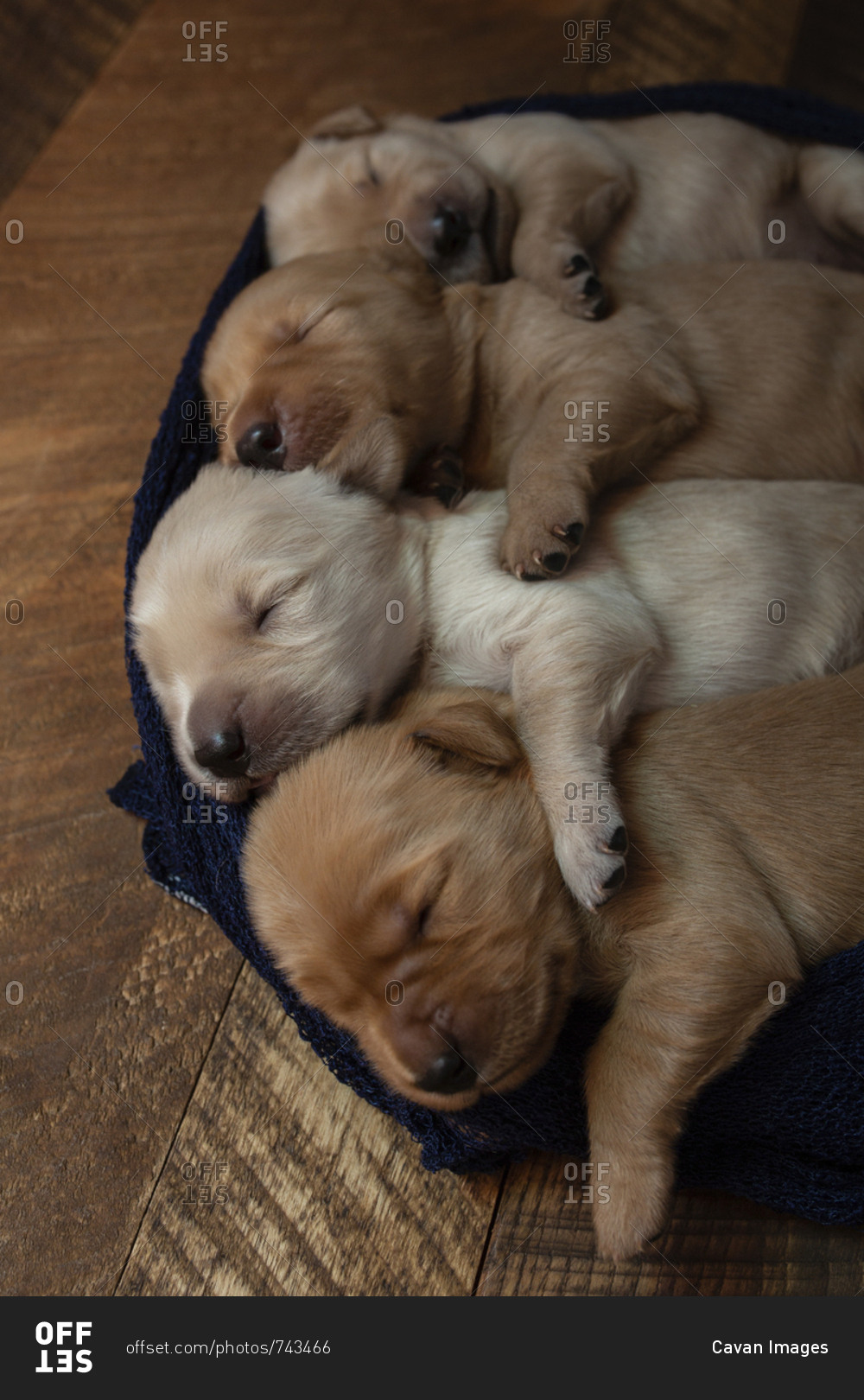 High angle view of cute puppies sleeping in row on pet bed at home