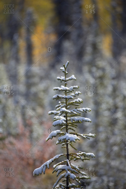 Single pine tree with years first snow in fall in Yukon, Canada