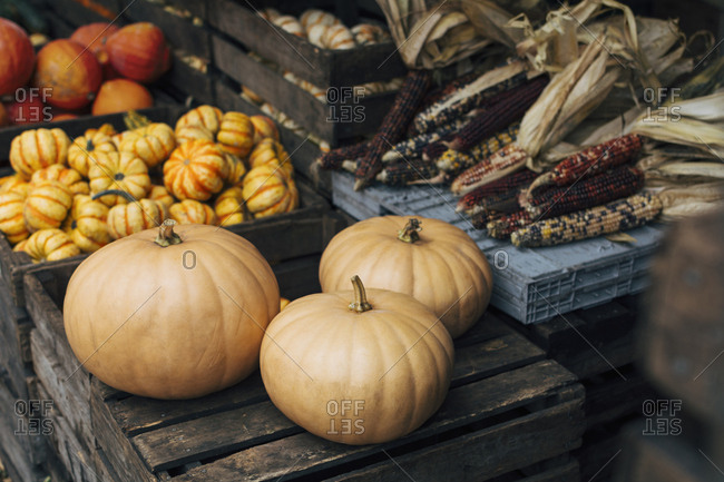 Autumn produce stand with cheese pumpkins, decorative gourds and pumpkins, and ornamental flint (Indian) corn
