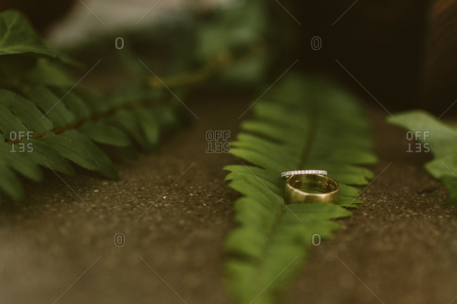 Wedding rings on green ferns
