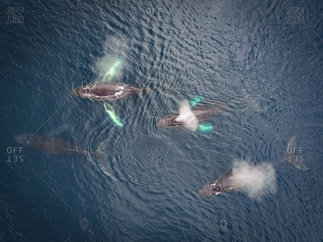 Aerial view of family of four hunchback whales in turquoise waters in Alaska, Dutch Harbor, USA.