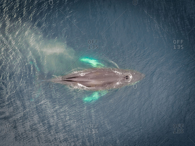 Aerial view of hunchback whale in turquoise waters in Alaska, Dutch Harbor, USA.