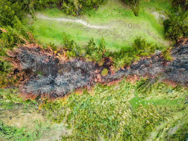 Aerial view of post-volcanic forest in Province of Cotopaxi, Ecuador.