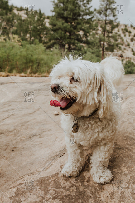 Panting Havanese dog standing on rock outside in nature