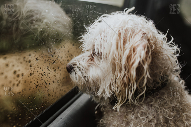 Portrait of a Havenese dog looking out car window on a rainy day