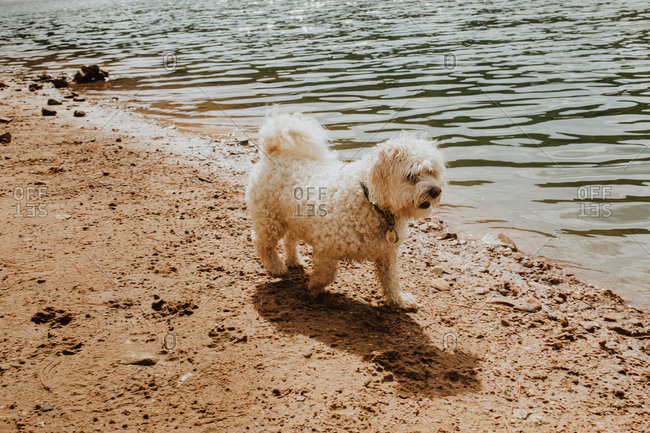 Havenese dog walking along lakeshore
