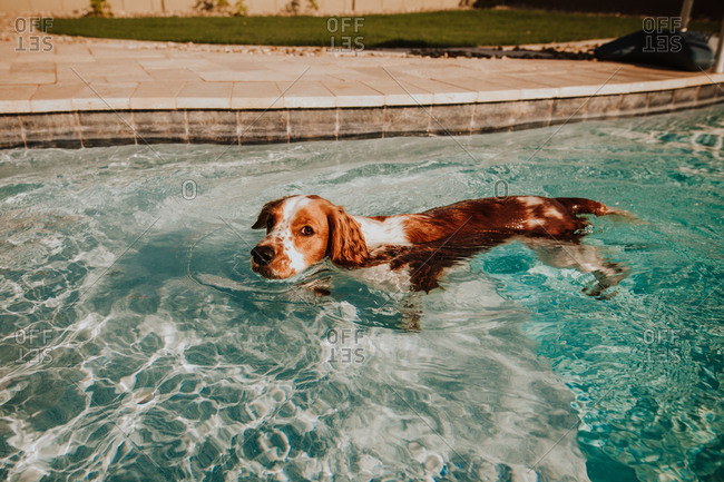Dog swimming in pool - Offset