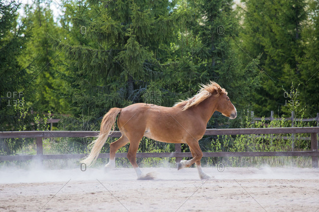 Finnish Universal Horse