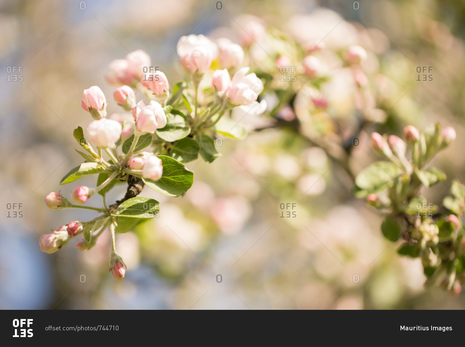 Apple Tree branch with white flowers and pink flower buds