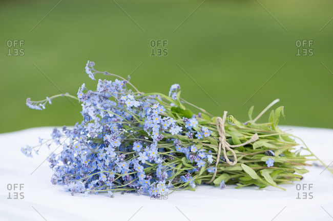 Bouquet of Forget-me-not flowers on a white table, green background