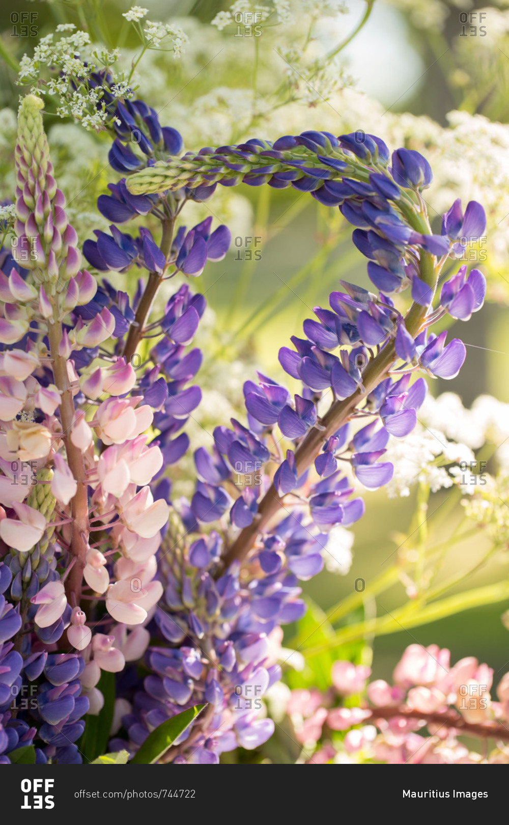 Summer flower bouquet, purple and pink lupines on a nature green background