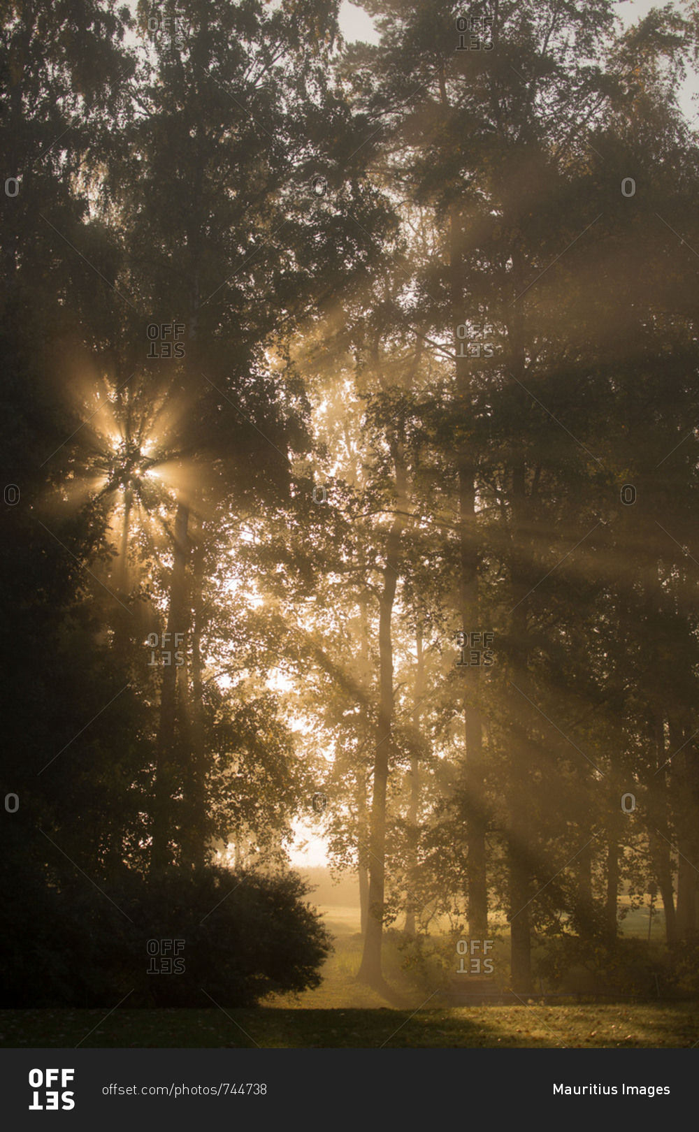 The sun through the trees
