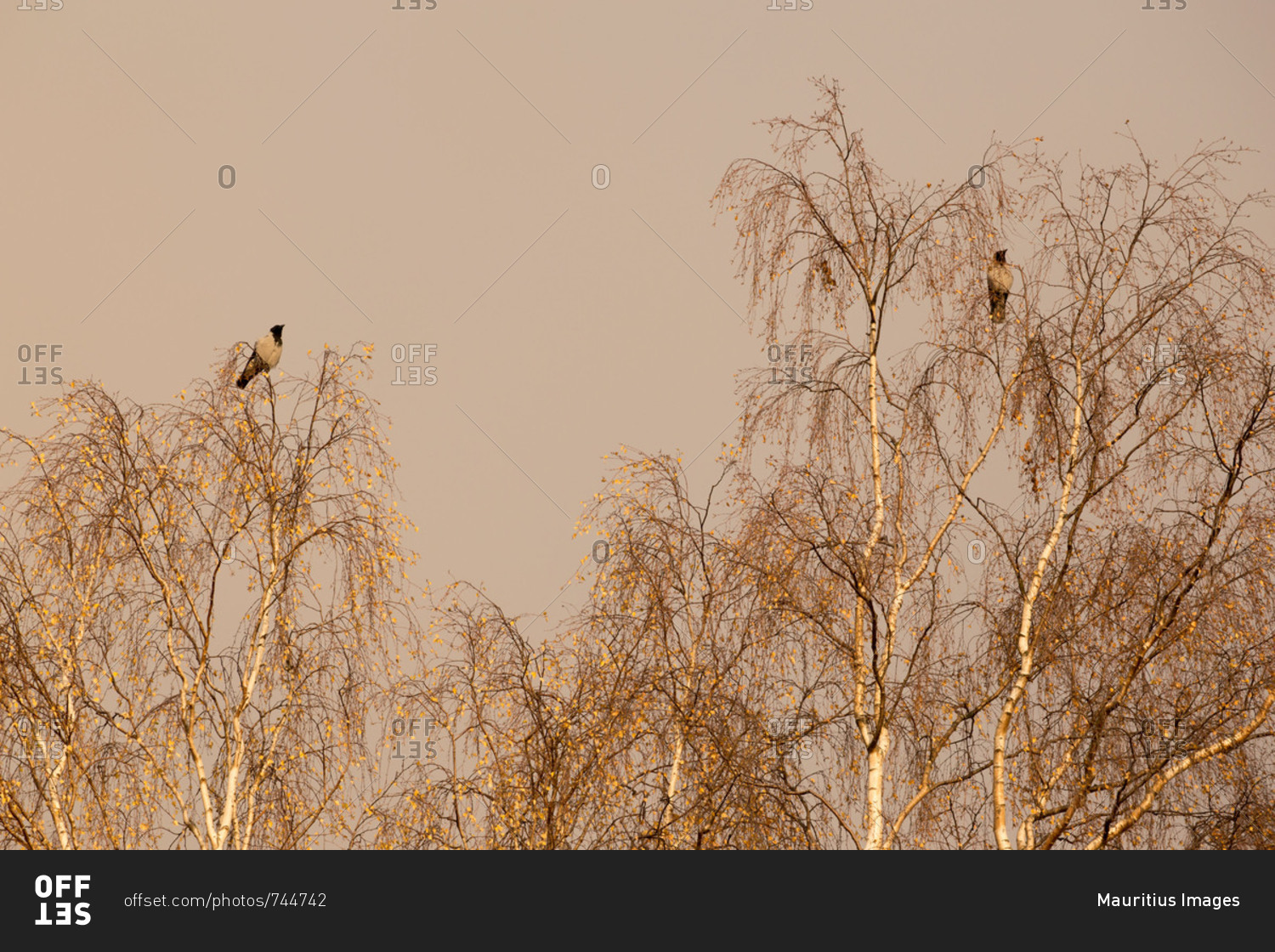 Crows sitting on the tops of the leafless birches, grey sky background