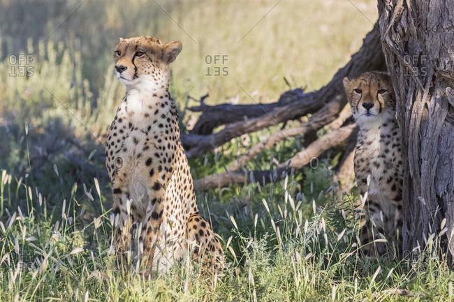 Botswana- Kgalagadi Transfrontier Park- Cheetahs- Acinonyx Jubatus