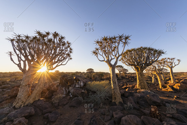 Africa- Namibia- Keetmanshoop- Quiver Tree Forest at sunset