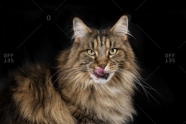 Portrait of Maine Coon in front of black background