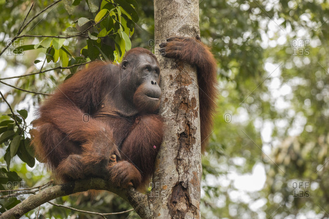 Bornean Orangutan Clinging to Tree