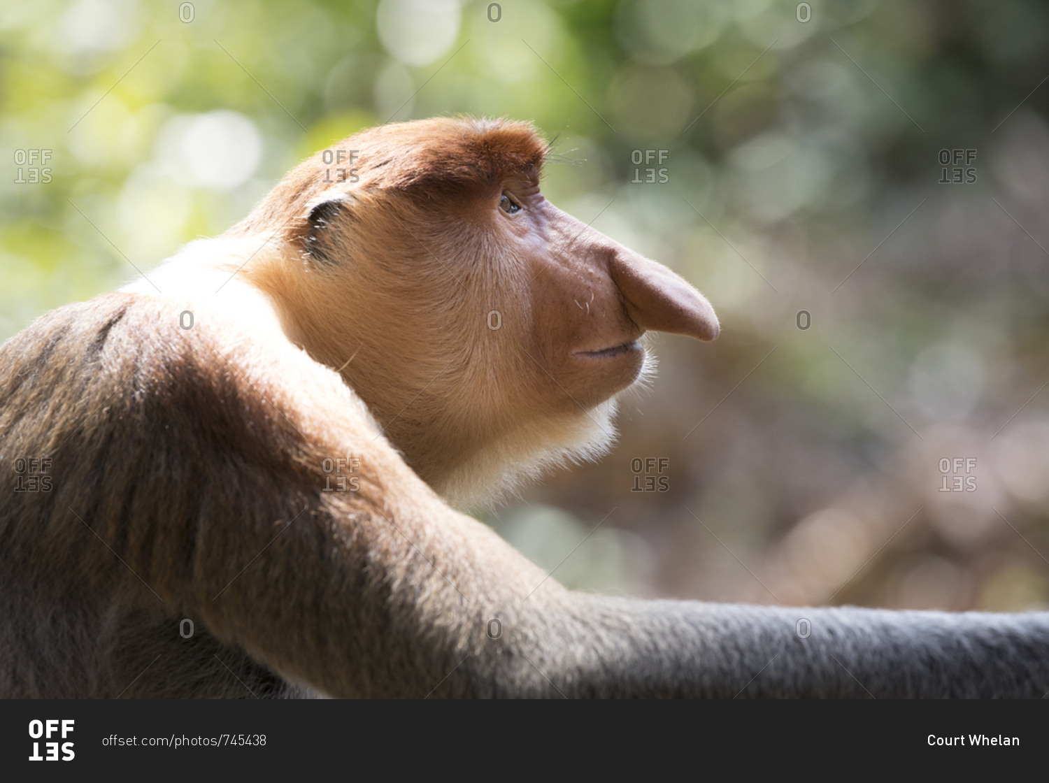 Proboscis Monkey Stares Into Space for Headshot