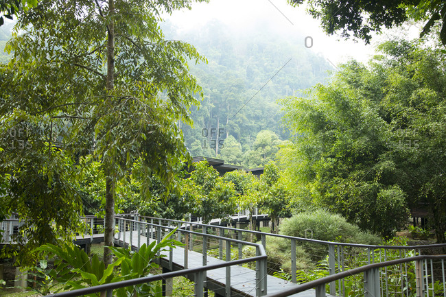 Walkway Allows Visitors to Explore the Wetlands of Borneo