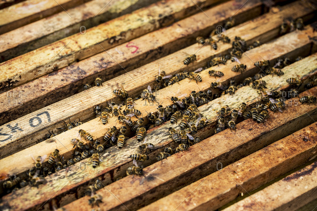 Close up of bees and honeycomb in wooden beehive.
