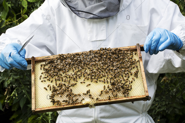 Beekeeper wearing protective suit at work, inspecting wooden beehive.