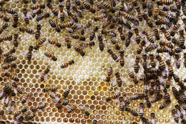 Close up of bees and honeycomb in wooden beehive.