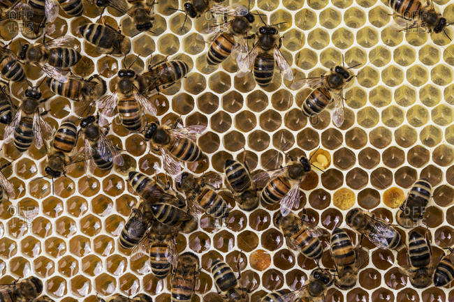 Close up of bees and honeycomb in wooden beehive.