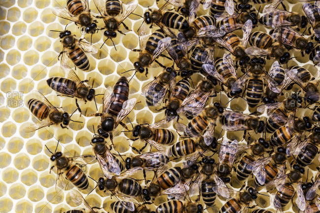 Close up of bees and honeycomb in wooden beehive.