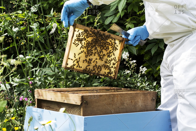 Beekeeper wearing protective suit at work, inspecting wooden beehive.