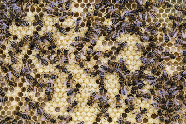 Close up of bees and honeycomb in wooden beehive.