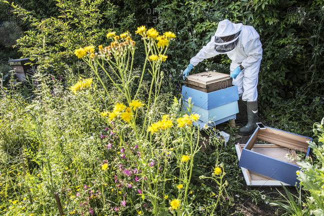 Beekeeper wearing protective suit at work, inspecting wooden beehive.