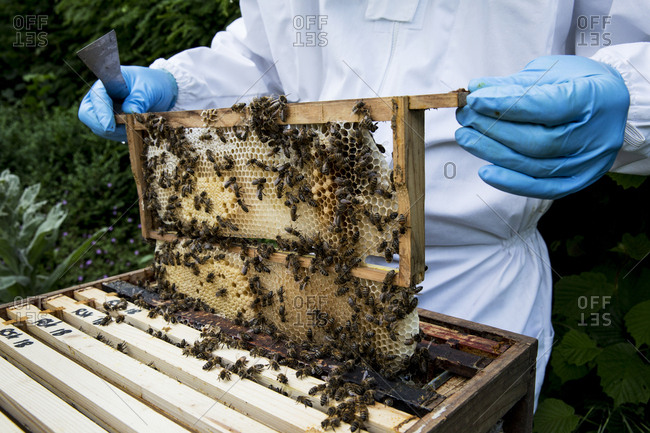 Beekeeper wearing protective suit at work, inspecting wooden beehive.