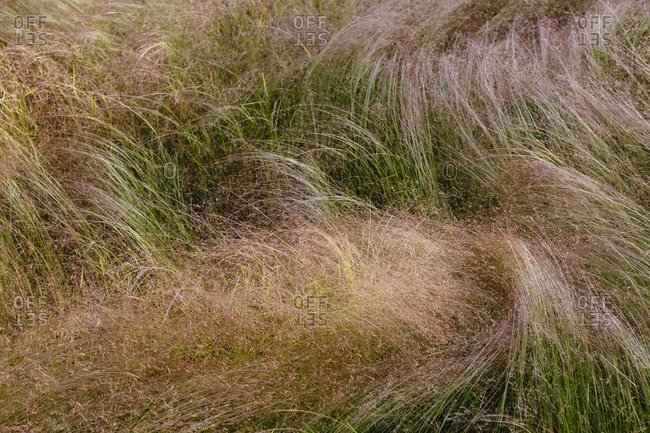 Detail of windswept wild grasses and meadow, plants with frothy light seedheads, natural patterns.