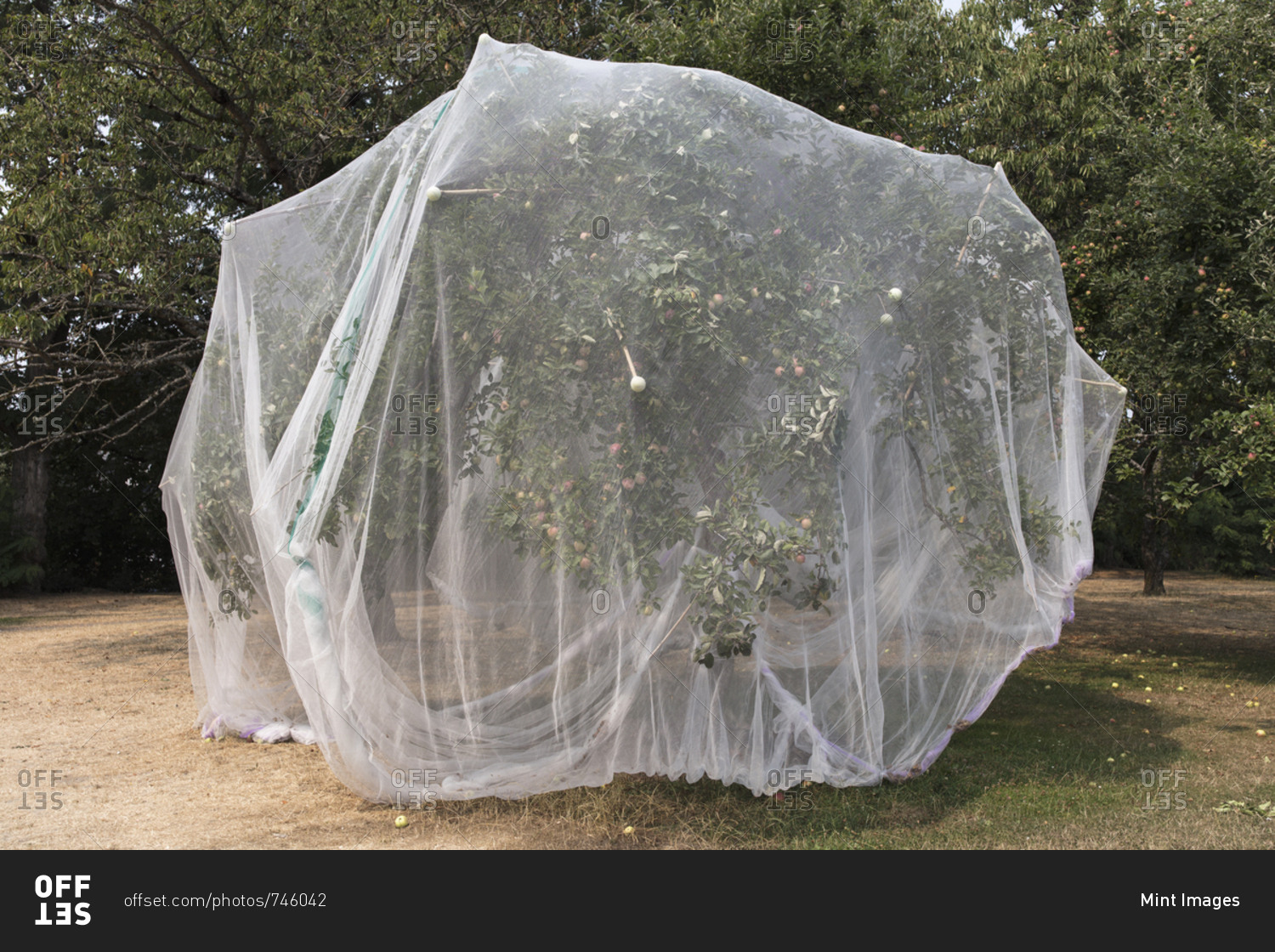 Protective mesh fabric covering apple trees bearing young fruit in summer in a commercial orchard. Pesticide-free farming and food production.