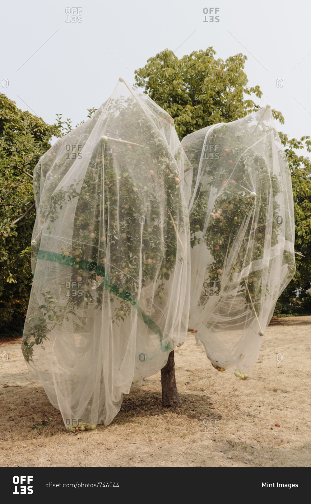 Protective mesh fabric covering apple trees bearing young fruit in summer in a commercial orchard. Pesticide-free farming and food production.