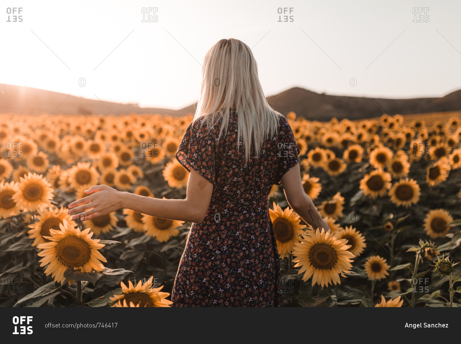 Rear view of young blonde woman with dress walking and touching sunflowers in a sunset of summer