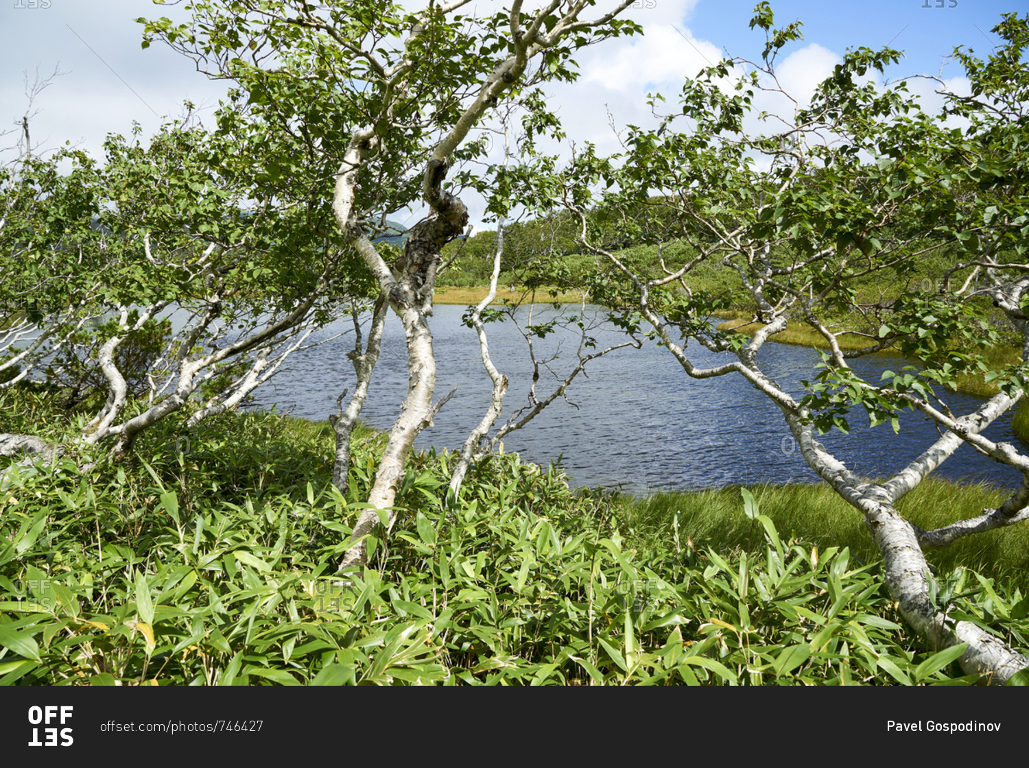 Lake Rausu area, Shiretoko National Park, Hokkaido, Japan; 2 September 2018; Trees around Lake Rausu, Shiretoko National Park In Hokkaido, Japan. Lake Rausu is a freshwater lake at 740 m above sea level in the foot of Mt. Chinishiridake, with a perimeter 